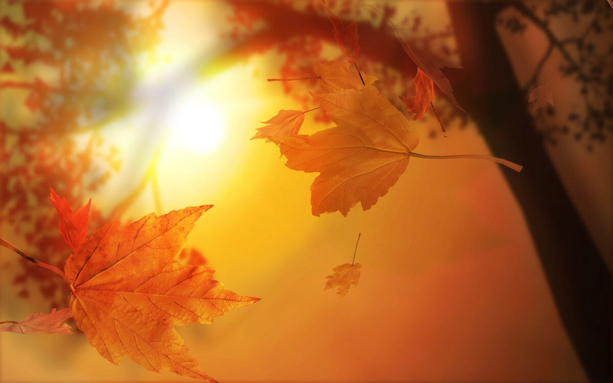 autumn-leaves-with-sunlight-free-ppt-backgrounds-for-your-inside-free