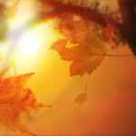 Autumn Leaves With Sunlight Free Ppt Backgrounds For Your Inside Free Fall Powerpoint Templates