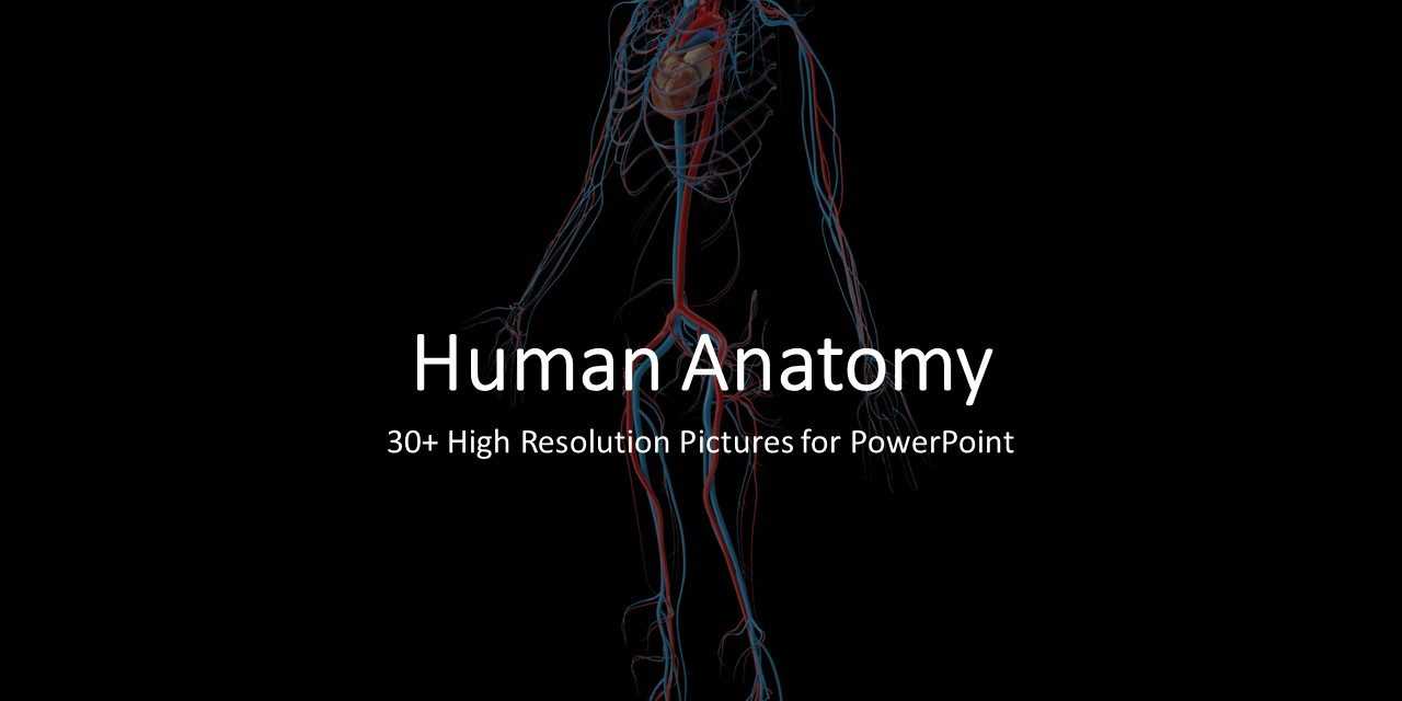 Download 30+ Human Anatomy High Resolution Images For Regarding Powerpoint Template Resolution