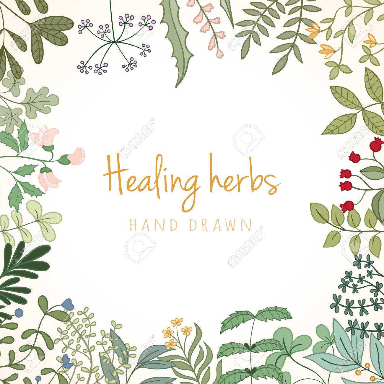 Hand Drawn Vintage Background Of Medicinal Organic Healing Herbs. Vector  Medical Plants And Herbal Botanical Flowerelements Can Be Used For Banner Inside Med Card Template