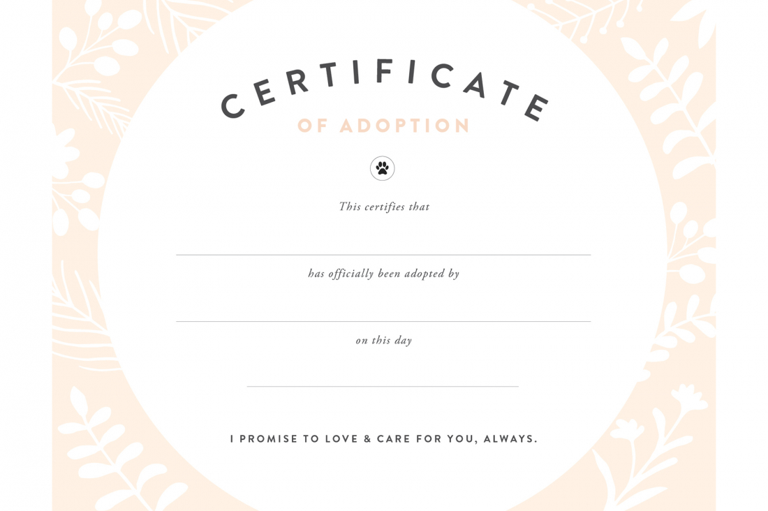 Pretty Fluffy Within Pet Adoption Certificate Template