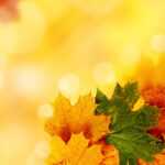 Yellow Autumn Background For Powerpoint – Nature Ppt Templates Throughout Free Fall Powerpoint Templates
